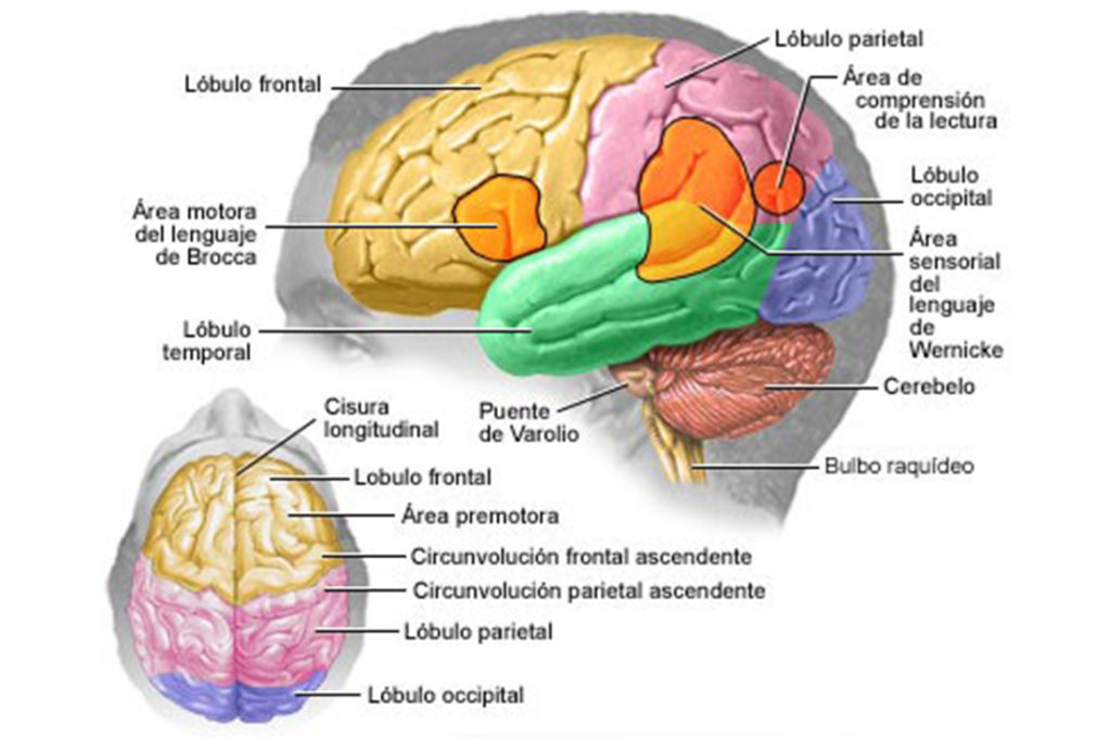 El-cerebro-humano